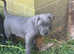 Cane corso pups