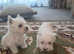 West highland terriers