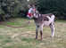 Oscar . 3 year old gorgeous Donkey for sale