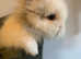 3 baby lionheads rabbits