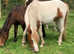 Two year old Colt