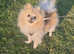 Beautiful cream/white pomeranian
