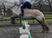 WANTED HORSES PONYS CARTS HARNESS