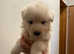Rare kcreg Isabella,white,blue German shepherd pups