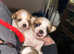 3 beautiful little shih tzu x pups