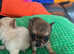 2 beautiful Chichuahua pups