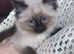 Beautiful HCM Clear GCCF Registered Kitten.
