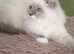 Beautiful GCCF Registered Ragdoll Kitten.
