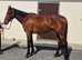 Stunning and substantial 17h 9yo Irish NH /Pt2Pt ROR bay TB gelding