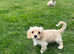 Cavachon pups cavalier x bichon