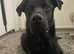 Shepweiler