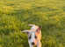 Outstanding whippets READY NOW