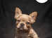 Look at our beautiful French Bulldog puppies