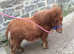 Tiny miniature horse filly