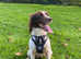 5 year old springer spaniel for sale