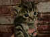 3 kittens £60