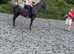 Stunning knapstrupper mare
