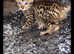 Stunning F5 tica reg Savannah kitten vet health checked