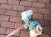 Female Pomchi Puppy