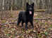 Incoming shepsky litter. due in may.