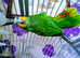 Shropshire Parrot Rescue