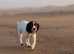 Springer spaniel cross