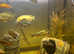 Malawi cichlids