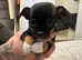 Tea Cup chihuahua puppies Brown and Black