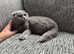 Beautiful blue scottish fold girl