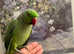 Fully Tame Green Male Ringneck Parrot