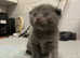 "SALE""Blue Scottish Folds and Straight kittens