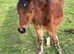 Beautiful welsh c colt