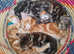 Baby kittens