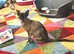 Stunning tangerine three quarters Burmese male kitten