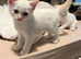 2 Burmese kittens left for sale