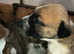 Gorgeous border collie cross puppies