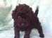 Toy Poodle Puppies