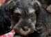 Miniature schnauzer puppies health tested parents