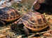 Various tortoises available at Birmingham Reptiles