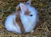 Gorgeous double maned lionheads 10* homes 2 left
