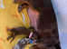 KC Mini Dachshunds pups from Health Tested Parents