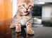 BEAUTIFUL BENGAL KITTENS READY FOR REHOME