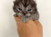 Black Smoke British Shorthair male