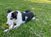 Beautiful Border Collie Girl