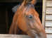15.2 bright bay gelding Cob X