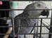 Male Congo African Grey 15 years