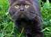 British blue kittens