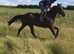 tb gelding