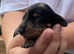 Beautiful litter of miniature dachshund