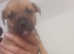 American bulldog x rottweiler puppies